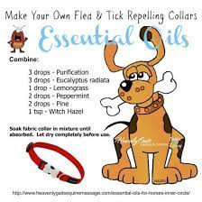 Diy Flea Collar With Essential Oils Easy Video Tutorial Essential Oils For Fleas Essential Oils Dogs Living Essentials Oils
