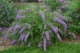 They love brightly colored flowers, especially reds, oranges, pinks, purples. Buddleja Davidii Wisteria Lane Decidous Trees And Shrubs Assortment Shop Kordes Jungpflanzen