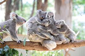 A Subreddit For Cute And Cuddly Pictures R Aww Cute Animals Cute Baby Animals Baby Animals