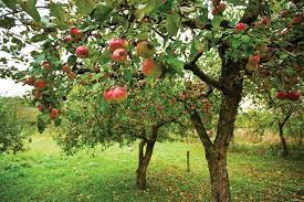 So planting a new tree every five to six years will ensure you are never without a peach tree. Fruit Trees Planting Distances