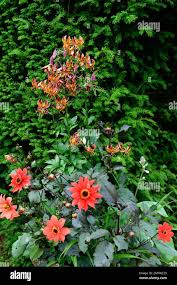 Image result for Lilium martagon `Arabian Night`