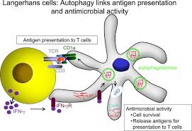 Image result for Antigen Processing