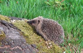 Les hérissons disparaissent-ils vraiment de nos jardins ?