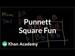 A punnett square shows the genotypes two individuals can produce when crossed. Worked Example Punnett Squares Video Khan Academy