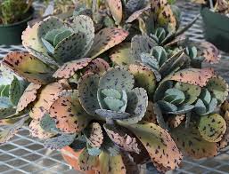 Image result for Kalanchoe marmorata