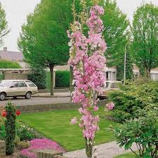 Great savings & free delivery / collection on many items. 5ft Amanogawa Cherry Blossom Tree 9l Pot 70 99
