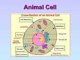 For example, the body's nerve cells, neurons, have a very different shape and function than red. Cell Structure And Organisation