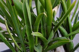 Image result for Sansevieria nilotica