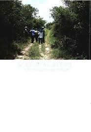 Image result for Pavetta vanwykiana