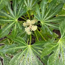 Image result for Euphorbia dawei