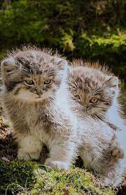Cute Little Manul Ekzoticheskie Koshki Samye Milye Zhivotnye Kotyata