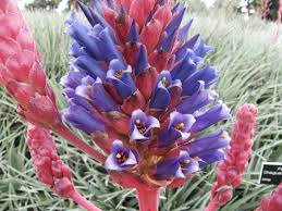 Image result for Pycnostachys coerulea