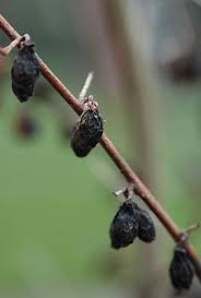 Image result for Buchnera libenii