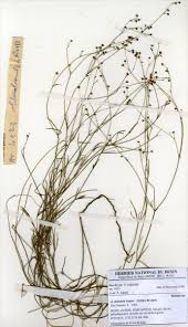 Image result for Kohautia