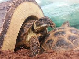 The Russian Tortoises At Petco Are So Cute Russian Tortoise Tortoise Care Animal Lover
