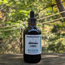 Image result for Alchornea cordifolia