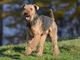 Check spelling or type a new query. Airedale Terrier Dog Breed Profile Your Dog