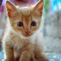 Does this mean he loves me? Why Is It That My Cat Follows Me Everywhere Dogalize