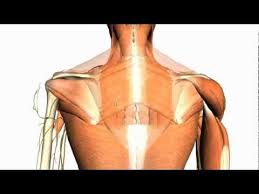 Muscles Of The Back Extrinsic Muscles 3d Anatomy Tutorial On The Extrinsic Muscles Of The Back Using Zygote Body H Anatomy Tutorial Anatomy Muscle Anatomy