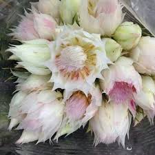 Blushing Bride Protea Flowers Wholesale Bloomsbythebox Com Blushing Bride Flower Bride Flowers Wedding Flower Types