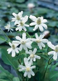 Aquascape Your Landscape Amazing Water Plants Plants Aquatic Plants Water Plants