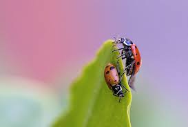 The mexican bean beetle specifically targets beanstalks, garden beans and rarely soybeans. How To Get Rid Of Bean Beetles Naturally Ultimate Guide Bugwiz