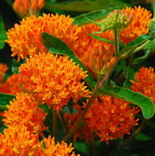 Milkweed can be found in a wide range of habitats including roadsides, fields and gardens. Tuberosa Asclepias Plants For Sale Milkweed Free Shipping