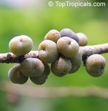 Image result for Bridelia