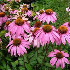 Echinacea Purpurea Seed Australian Plants Online Echinacea Echinacea Purpurea Flower Landscape
