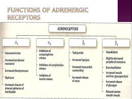 8 Alpha Beta Adrenergic Receptors Chart Adrenergic