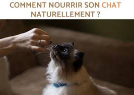 Comment Nourrir Son Chat Naturellement Tout Savoir Nourriture Chat Nourriture Pour Chat Faite Maison Astuces Pour Chat