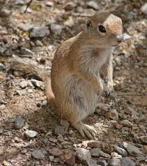 Mom lays three to seven white. The Art Of Paying Attention Round Tailed Ground Squirrels Azpm