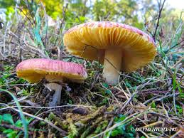 Image result for Russula sp.