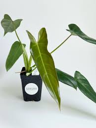 Image result for Rastrophyllum pinnatipartitum