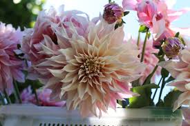 The video is produced by yeta.io Cafe Au Lait Dahlia Love Floret Flowers