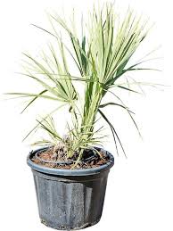 Image result for Nannorrhops ritchieana