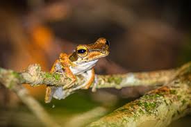Image result for Polystachya macropoda