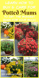 Potted Mums - Tips On Buying And Caring For Potted Mums In The Fall Flowergardening Potted Mums Planting Mums Mums Flowers