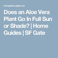 Direct light for about 8 hours a day is optimal, but aloe is forgiving. Does An Aloe Vera Plant Go In Full Sun Or Shade Aloe Vera Plant Aloe Vera Full Sun