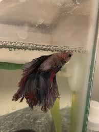 Betta Fish Is My Betta Bloated Best Food For Bloating In 2020 Betta Fish Foods For Bloating Betta