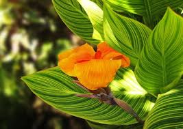 Image result for Cannaceae