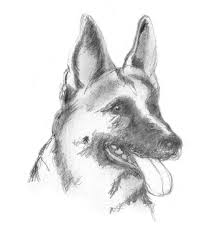 But it's important to remember that these animals move differently and look very different from each other. Dog Sketches Pencil Drawings Of Dogs