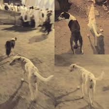 «إِذَا شَرِبَ الكَلْبُ فِي إِنَاءِ أَحَدِكُمْ فَلْيَغْسِلْهُ سَبْعًا». Bapak Ibu Anak Dan Anjingnya Anjing Anjing Di Mekkah Salah Satu Hal Yang Cukup Menarik Bagi Penulis Bintang Noor Prabowo Adalah Keberadaan Anjing Di Radius Jarak Pandang Dengan Masjidil Haram Masjid Al Haram