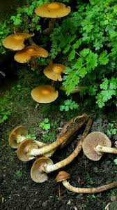 Image result for Lactarius mutabilis