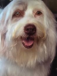 Lost dog named Baby in Knoxville area