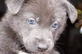 Blue Bay Shepherd Price What Do They Cost