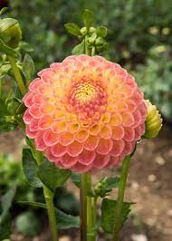 L A T E Dahlia Flower Farm Dahlia Flower Dahlia