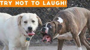Try Not To Laugh At This Ultimate Funny Dog Video Compilation Funny Pe Funny Dog Fails Funny Dog Videos Funny Animal Videos