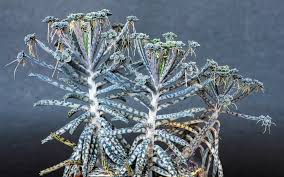 Image result for Secamone delagoensis