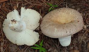 Image result for Russula flavida